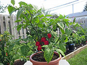 Carolina Reaper