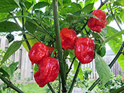 Carolina Reaper