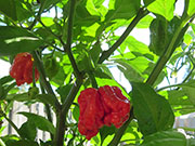 Carolina Reaper