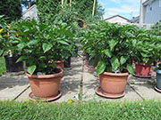 Carolina Reaper
