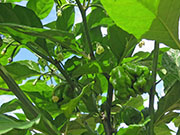 Carolina Reaper