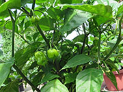 Carolina Reaper