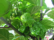 Carolina Reaper