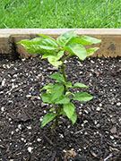 Carolina Reaper