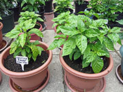 Carolina Reaper