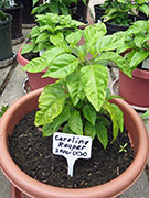 Carolina Reaper
