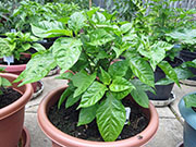 Carolina Reaper