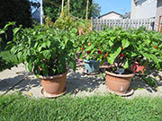 Carolina Reaper