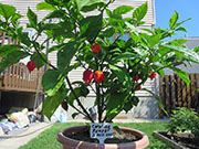 Carolina Reaper