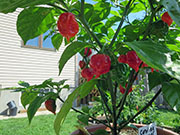 Carolina Reaper
