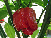 Carolina Reaper