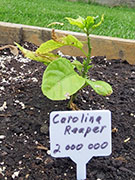 Carolina Reaper