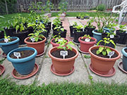 Carolina Reaper