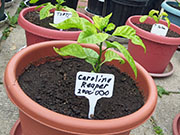 Carolina Reaper
