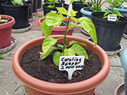 Carolina Reaper