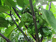 Carolina Reaper
