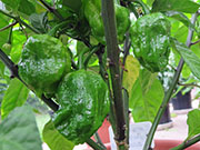 Carolina Reaper