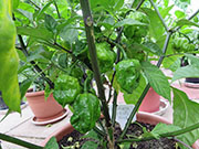 Carolina Reaper