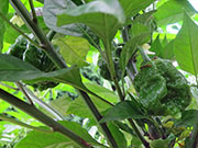 Carolina Reaper