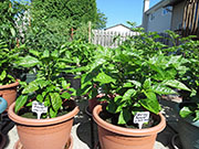Carolina Reaper
