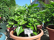 Carolina Reaper
