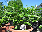 Carolina Reaper