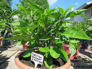Carolina Reaper