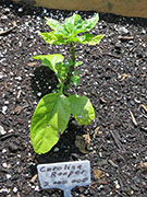Carolina Reaper