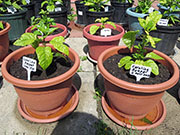 Carolina Reaper