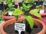 Carolina Reaper