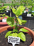 Carolina Reaper