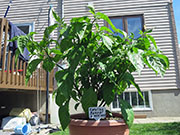 Carolina Reaper