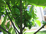 Carolina Reaper