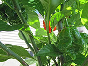 Carolina Reaper
