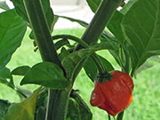 Carolina Reaper