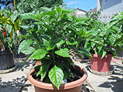 Carolina Reaper