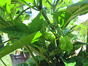 Carolina Reaper