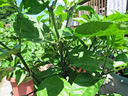 Carolina Reaper