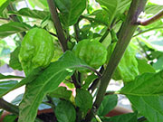 Carolina Reaper