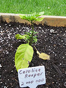 Carolina Reaper