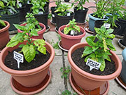 Carolina Reaper