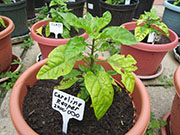 Carolina Reaper