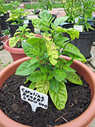 Carolina Reaper