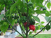Carolina Reaper