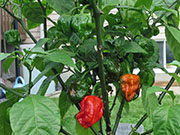 Carolina Reaper