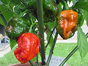 Carolina Reaper