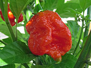 Carolina Reaper