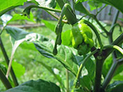 Carolina Reaper