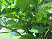 Carolina Reaper