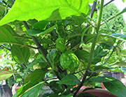 Carolina Reaper